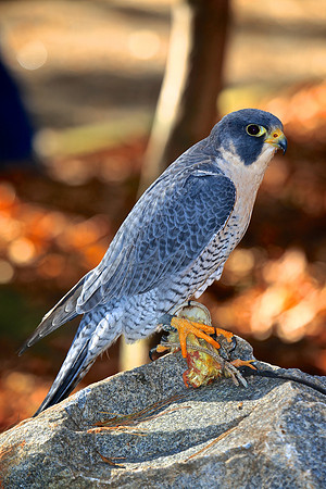 Carolina Raptor Center, Huntersville, NC