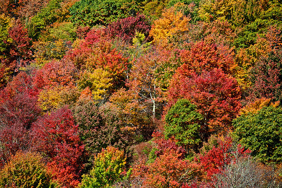 Graveyard Fields, Blue Ridge Parkway