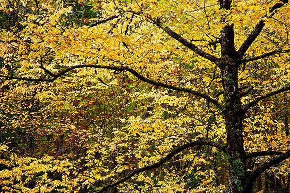 Blue Ridge Parkway