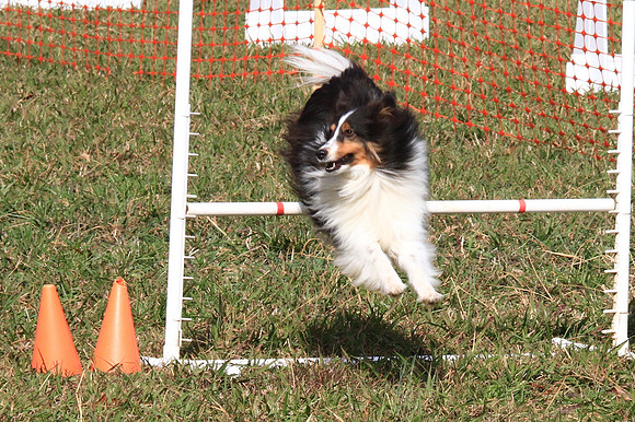 2013 Nov 9 - Rural Hill Sheep Dog Trials