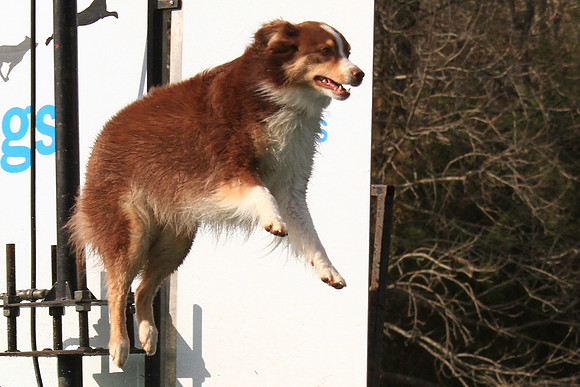 2013 Nov 9 - Rural Hill Sheep Dog Trials
