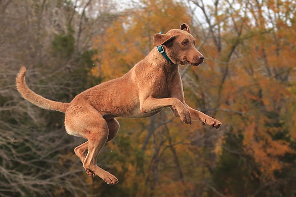 2013 Nov 9 - Rural Hill Sheep Dog Trials