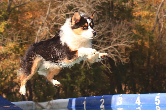 2013 Nov 9 - Rural Hill Sheep Dog Trials