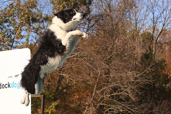 2013 Nov 9 - Rural Hill Sheep Dog Trials