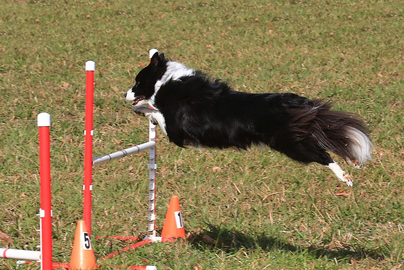 2013 Nov 9 - Rural Hill Sheep Dog Trials
