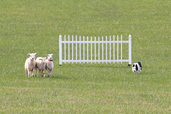 2013 Nov 9 - Rural Hill Sheep Dog Trials