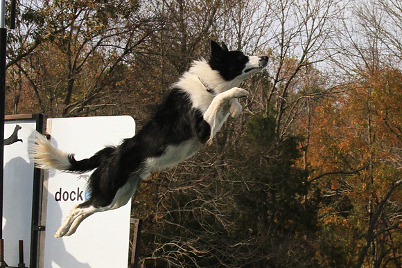 2013 Nov 9 - Rural Hill Sheep Dog Trials