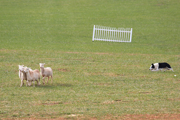 2013 Nov 9 - Rural Hill Sheep Dog Trials