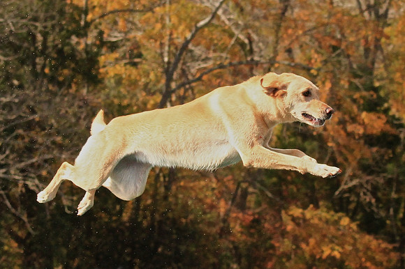 2013 Nov 9 - Rural Hill Sheep Dog Trials