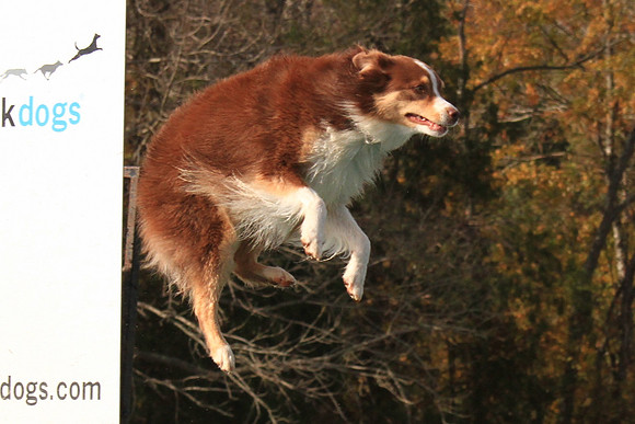 2013 Nov 9 - Rural Hill Sheep Dog Trials