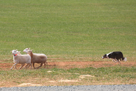 2013 Nov 9 - Rural Hill Sheep Dog Trials