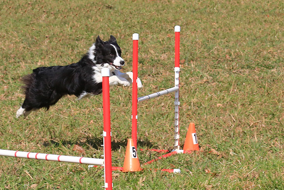 2013 Nov 9 - Rural Hill Sheep Dog Trials