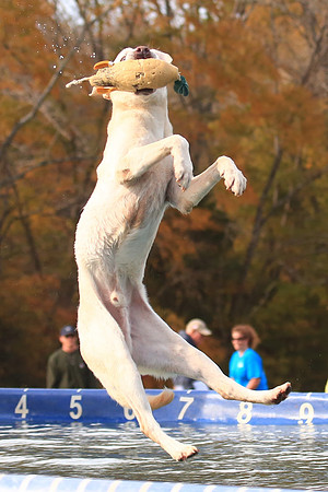 2013 Nov 9 - Rural Hill Sheep Dog Trials