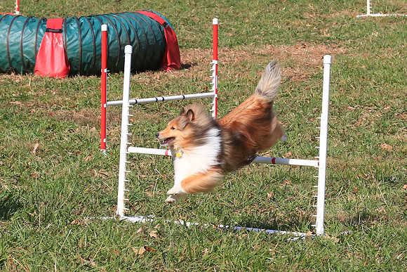 2013 Nov 9 - Rural Hill Sheep Dog Trials