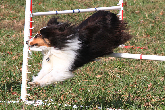 2013 Nov 9 - Rural Hill Sheep Dog Trials