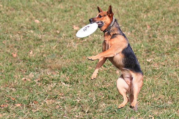 2013 Nov 9 - Rural Hill Sheep Dog Trials