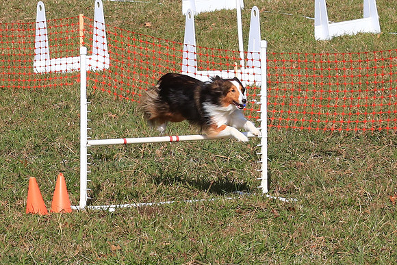2013 Nov 9 - Rural Hill Sheep Dog Trials