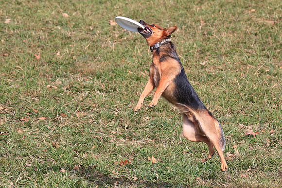 2013 Nov 9 - Rural Hill Sheep Dog Trials