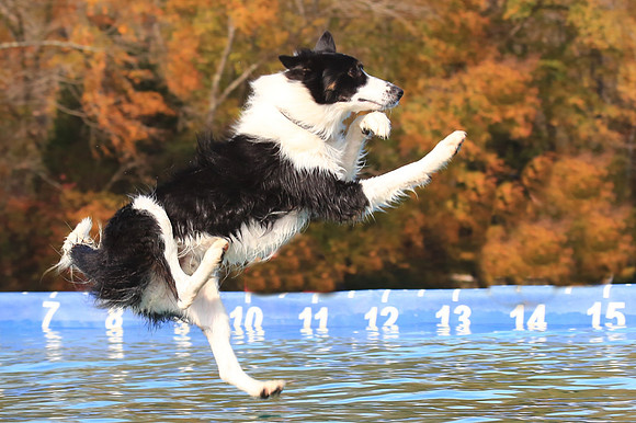 2013 Nov 9 - Rural Hill Sheep Dog Trials