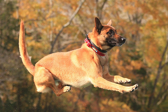 2013 Nov 9 - Rural Hill Sheep Dog Trials