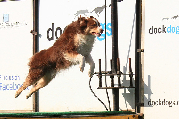 2013 Nov 9 - Rural Hill Sheep Dog Trials