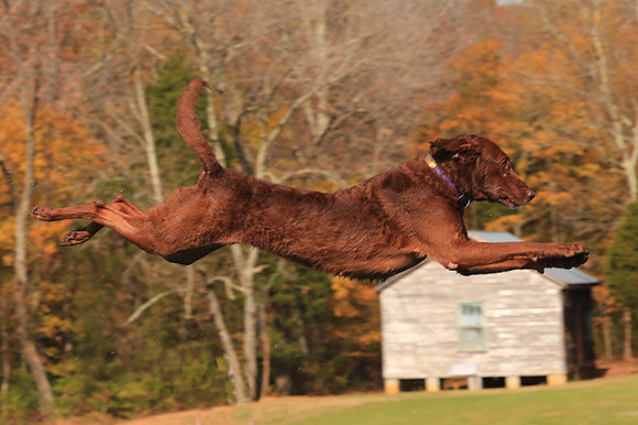 2013 Nov 9 - Rural Hill Sheep Dog Trials