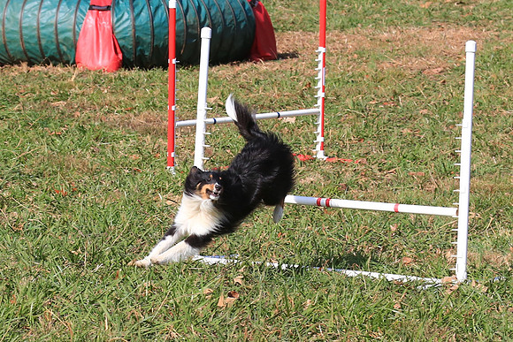 2013 Nov 9 - Rural Hill Sheep Dog Trials