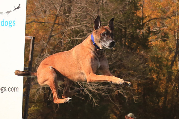 2013 Nov 9 - Rural Hill Sheep Dog Trials