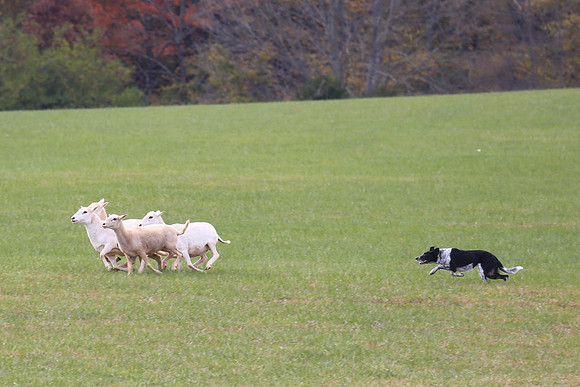 2013 Nov 9 - Rural Hill Sheep Dog Trials