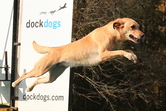 2013 Nov 9 - Rural Hill Sheep Dog Trials