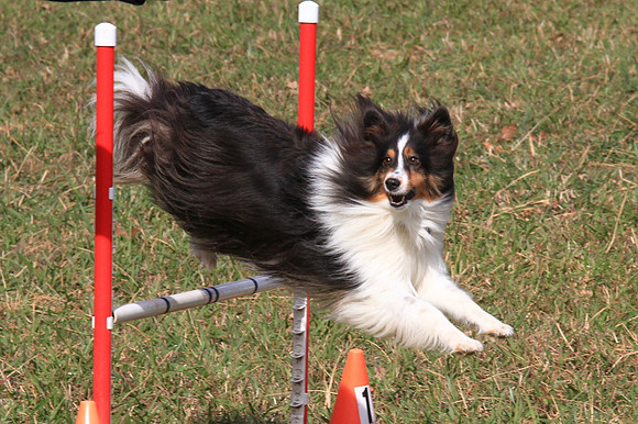 2013 Nov 9 - Rural Hill Sheep Dog Trials