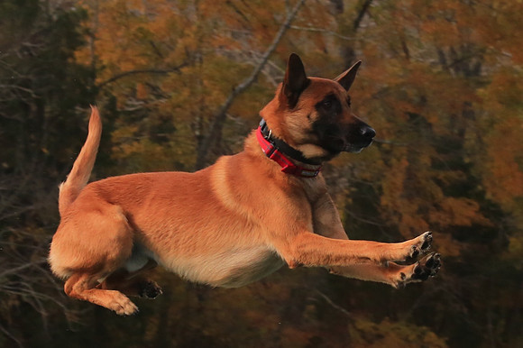 2013 Nov 9 - Rural Hill Sheep Dog Trials