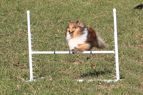 2013 Nov 9 - Rural Hill Sheep Dog Trials