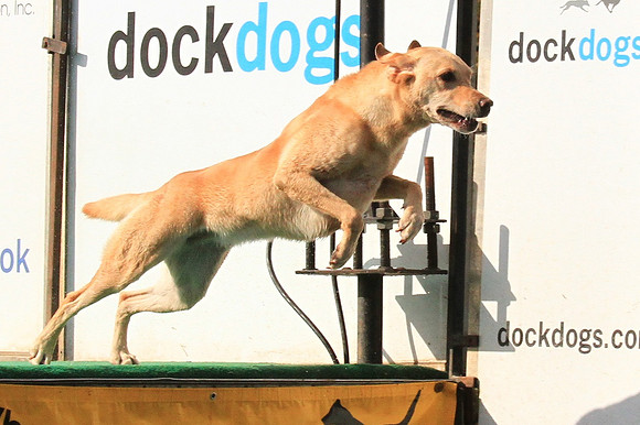 2013 Nov 9 - Rural Hill Sheep Dog Trials