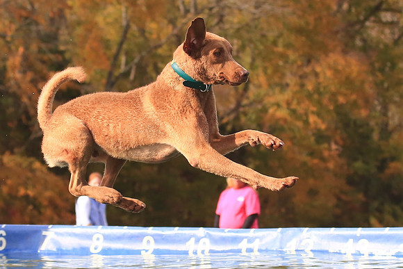 2013 Nov 9 - Rural Hill Sheep Dog Trials