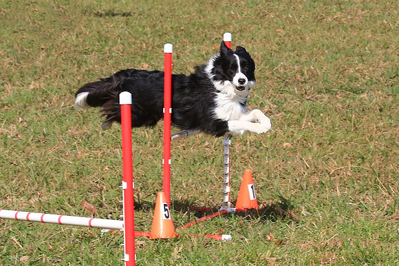 2013 Nov 9 - Rural Hill Sheep Dog Trials