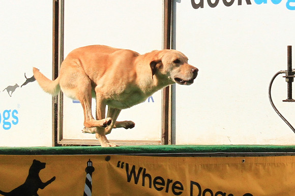 2013 Nov 9 - Rural Hill Sheep Dog Trials