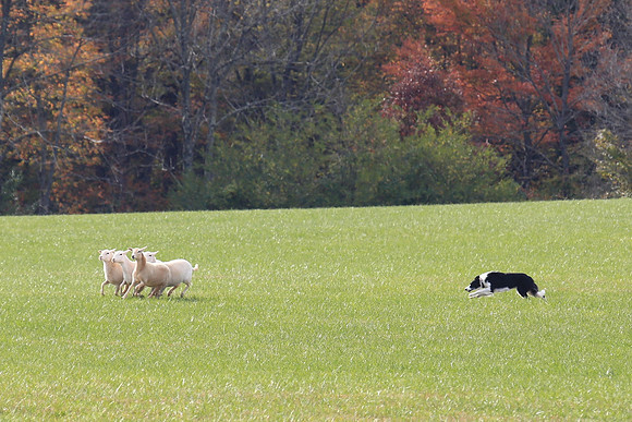 2013 Nov 9 - Rural Hill Sheep Dog Trials