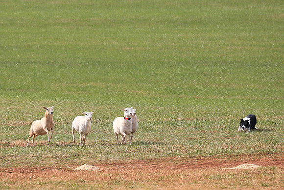 2013 Nov 9 - Rural Hill Sheep Dog Trials