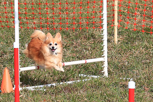 2013 Nov 9 - Rural Hill Sheep Dog Trials