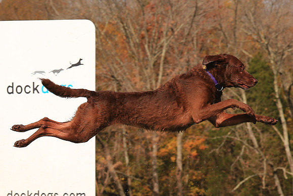 2013 Nov 9 - Rural Hill Sheep Dog Trials