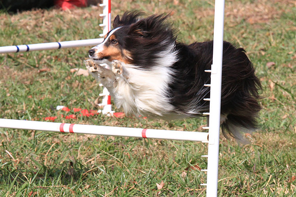 2013 Nov 9 - Rural Hill Sheep Dog Trials