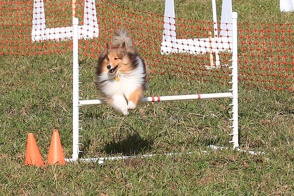 2013 Nov 9 - Rural Hill Sheep Dog Trials