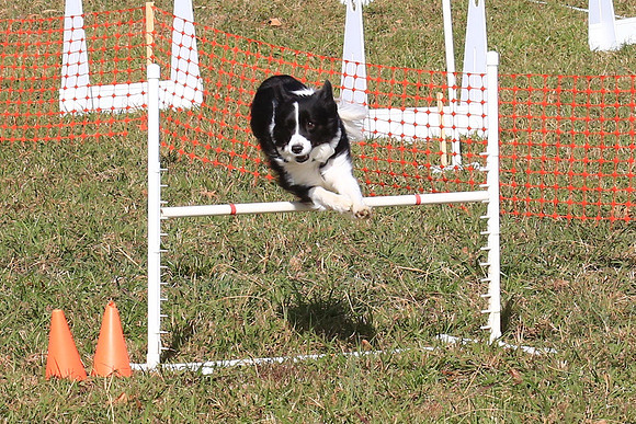 2013 Nov 9 - Rural Hill Sheep Dog Trials