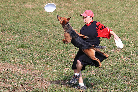 2013 Nov 9 - Rural Hill Sheep Dog Trials