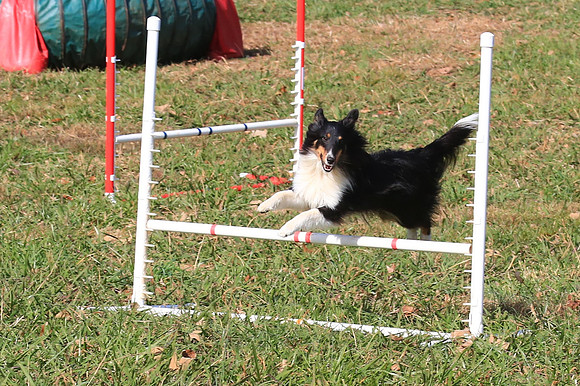 2013 Nov 9 - Rural Hill Sheep Dog Trials