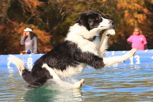 2013 Nov 9 - Rural Hill Sheep Dog Trials
