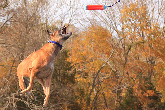 2013 Nov 9 - Rural Hill Sheep Dog Trials