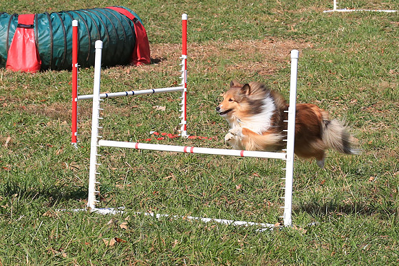 2013 Nov 9 - Rural Hill Sheep Dog Trials