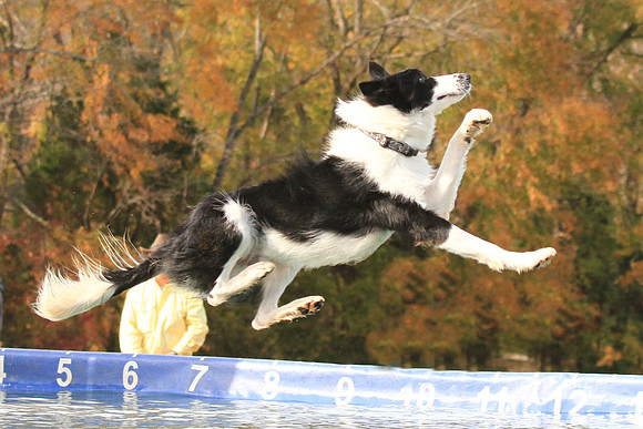 2013 Nov 9 - Rural Hill Sheep Dog Trials